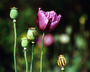 laos - the opium harvest.jpg